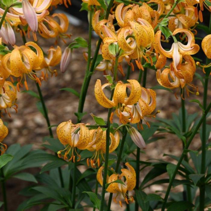 Lilium martagon 'Terrace City' plant