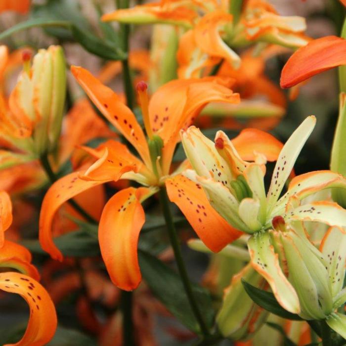 Lilium 'Must See' plant