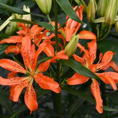 lilium-must-see