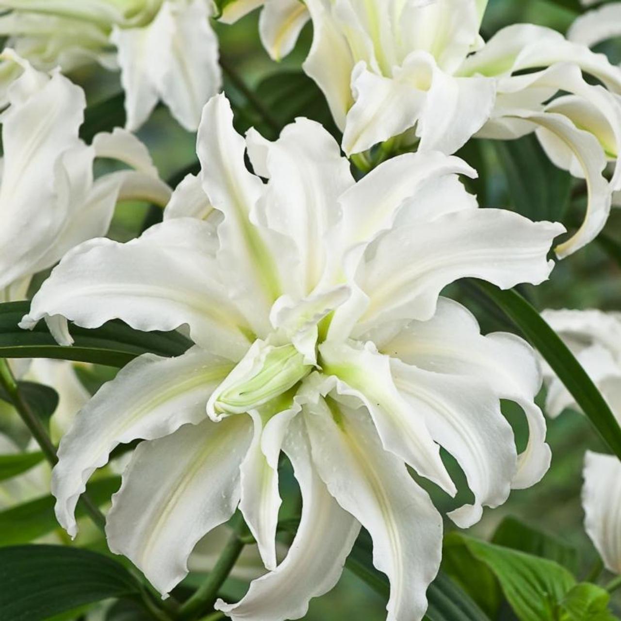 Lilium 'Polar Star' plant