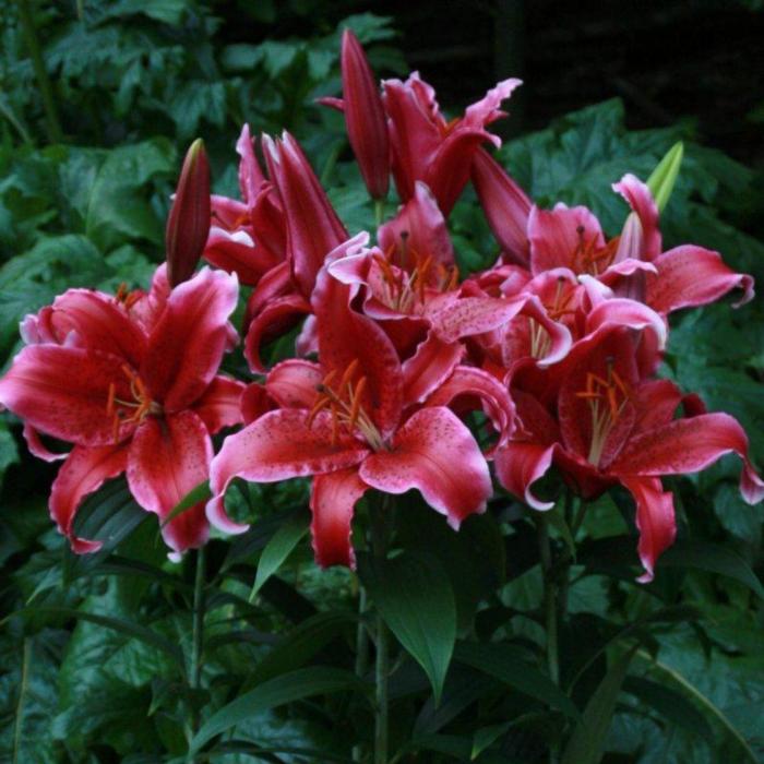 Lilium 'Red Flash' plant