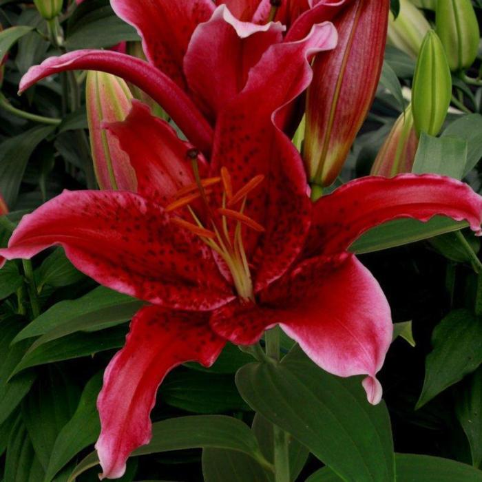 Lilium 'Red Flash' plant