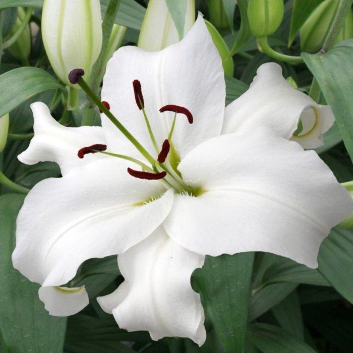 Lilium 'Santander' plant