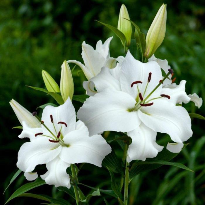 Lilium 'Santander' plant