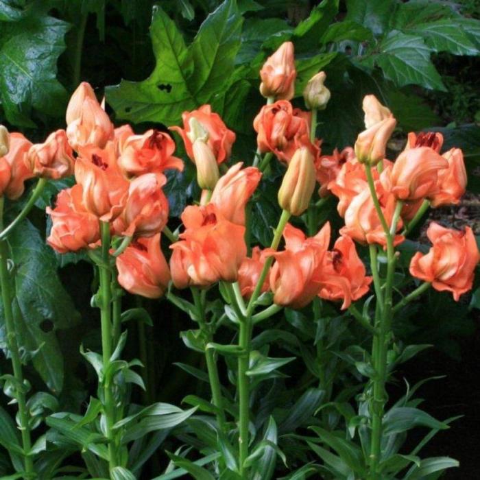 Lilium 'Tintoretto' plant