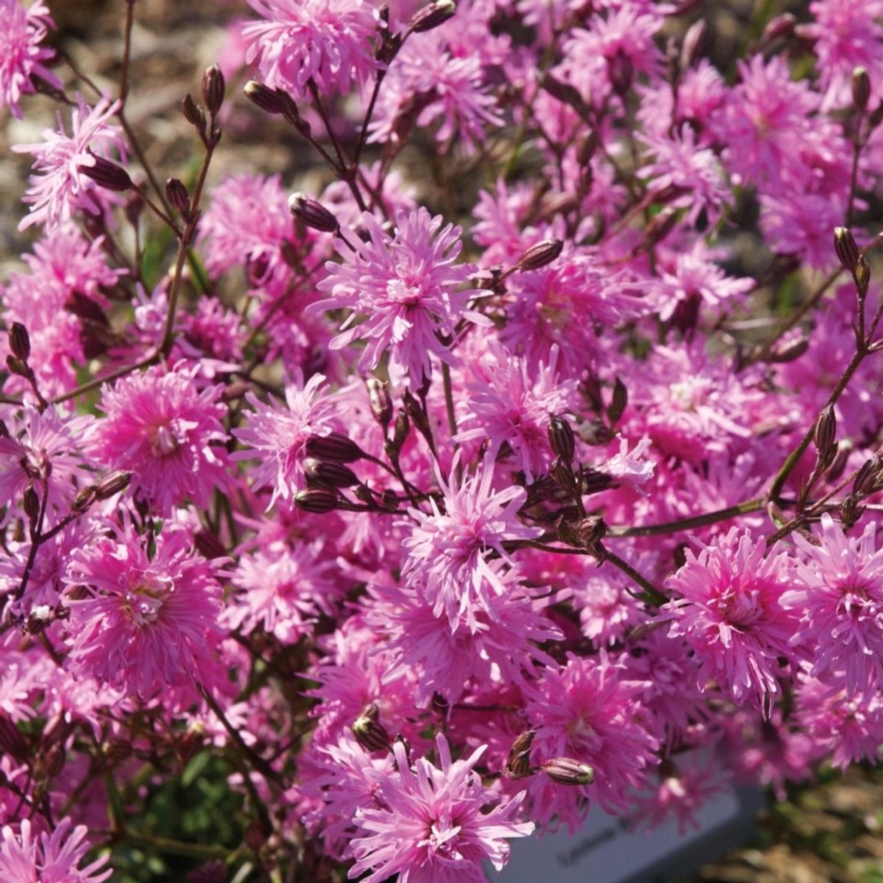 Lychnis 'Petite Jenny' plant