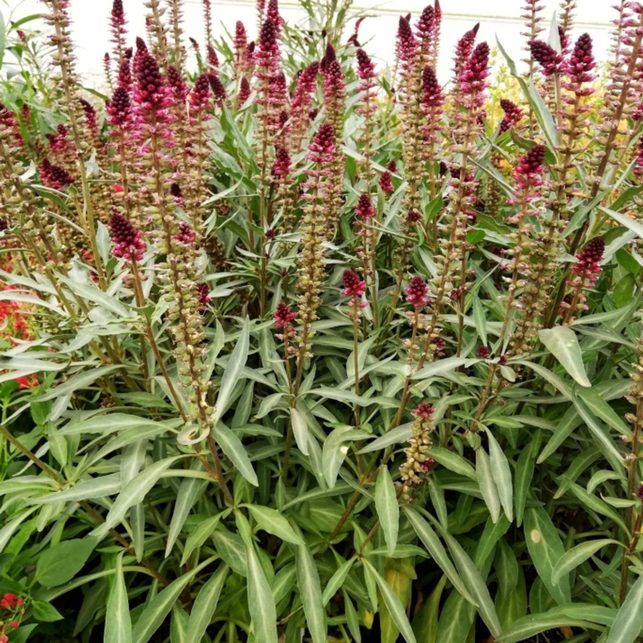 Lysimachia atropurpurea plant