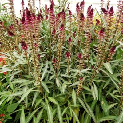 lysimachia-atropurpurea