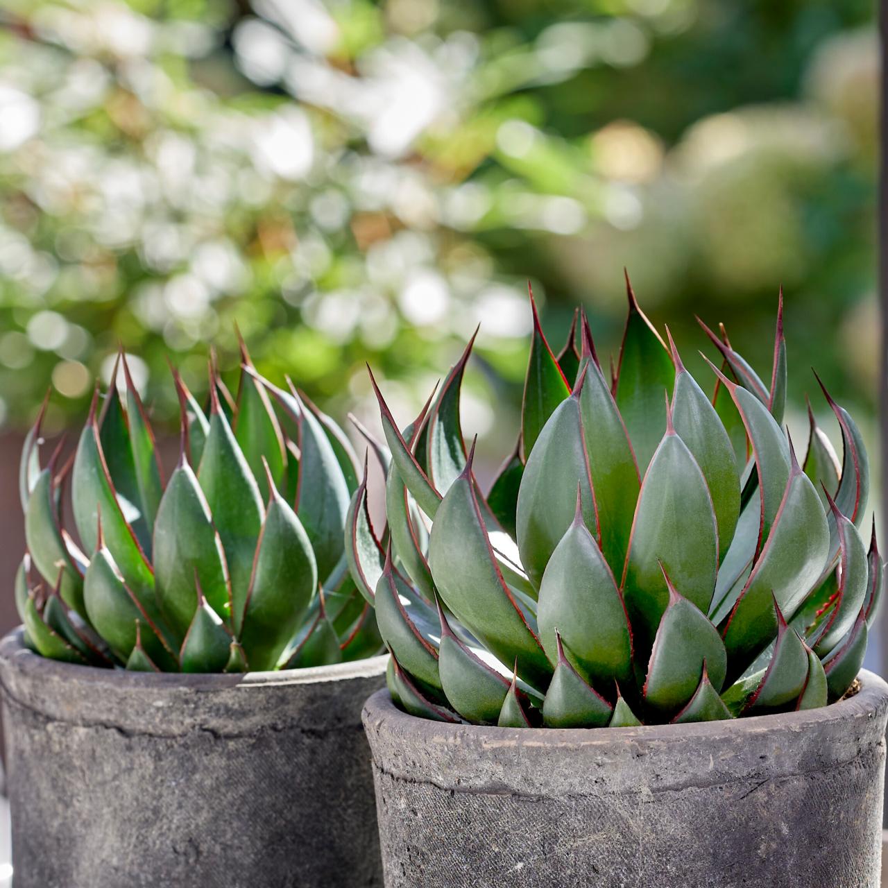 Mangave 'Praying Hands' plant