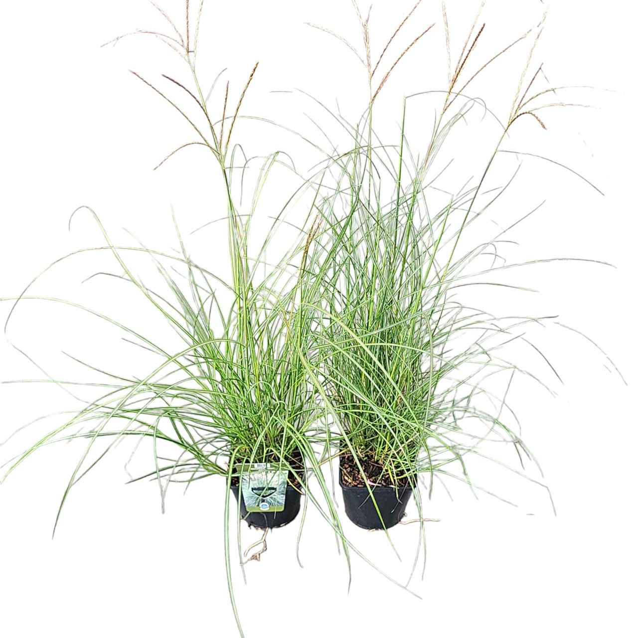 Miscanthus sin. 'Adagio' plant