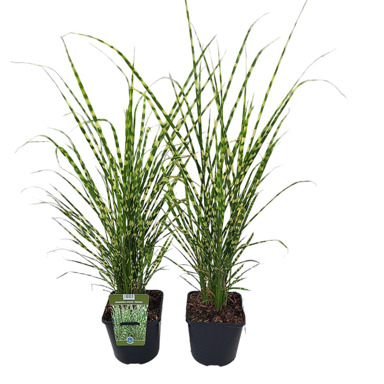 Miscanthus sinensis 'Gold Bar' plant