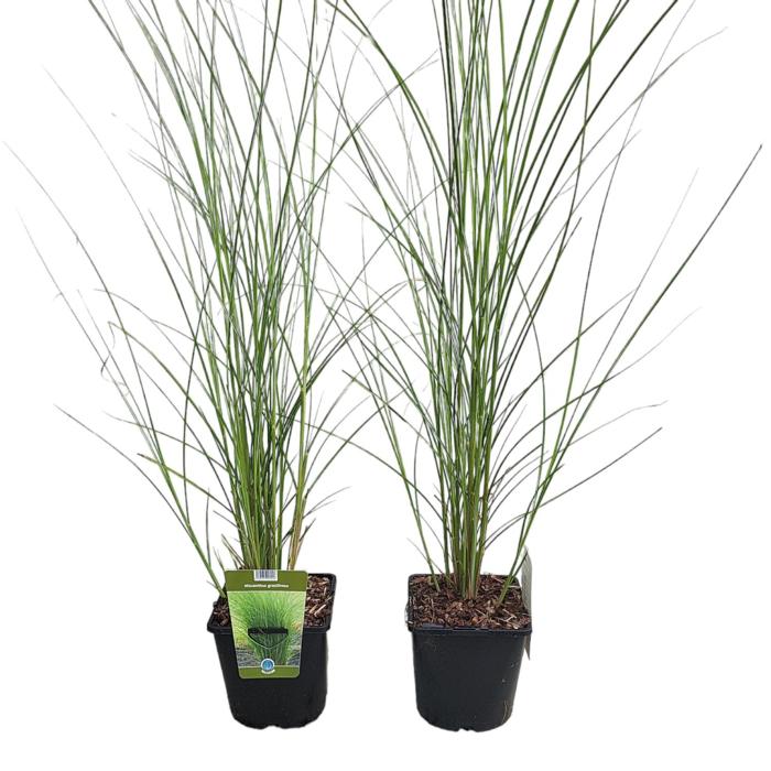 Miscanthus sinensis 'Gracillimus' plant