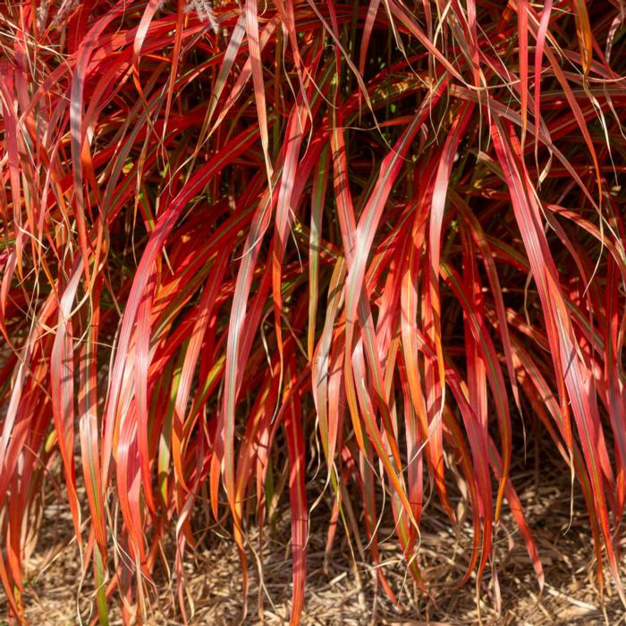 Miscanthus sinensis 'Lady in Red' plant