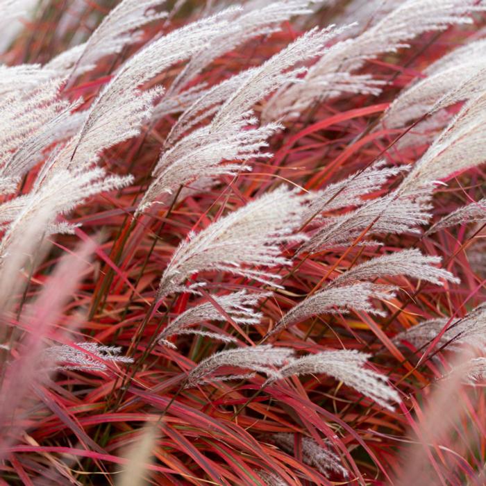 Miscanthus sinensis 'Lady in Red' plant