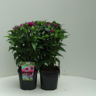 monarda-cranberry-lace