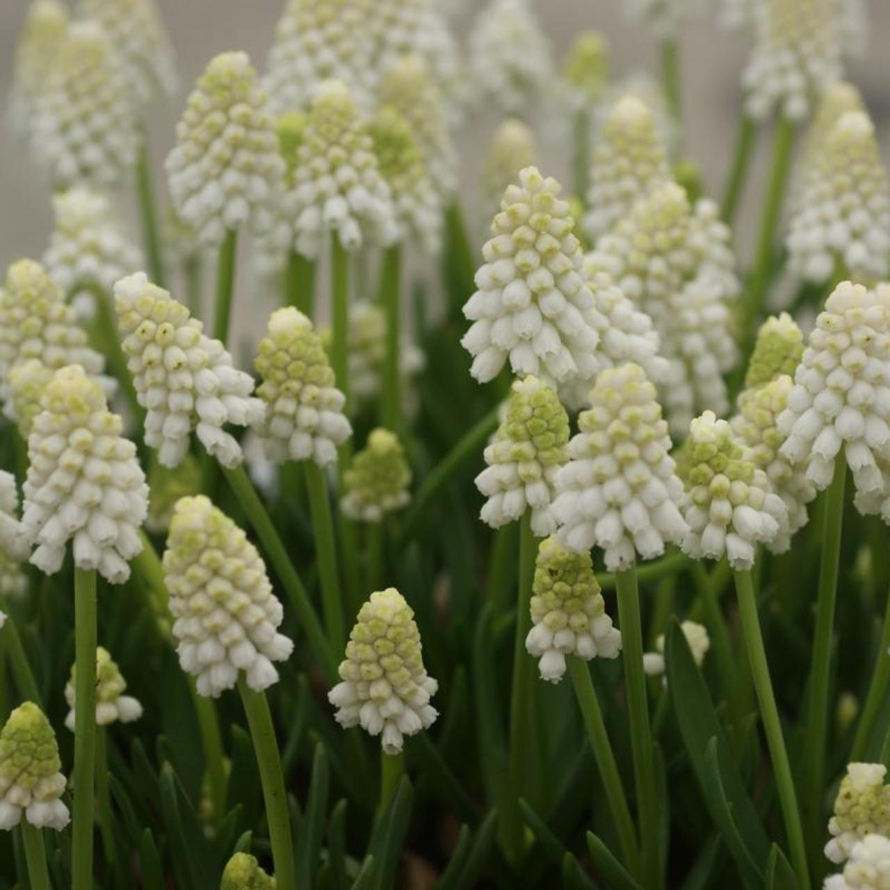 Muscari azureum 'Album' plant