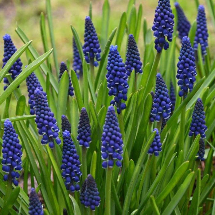 Muscari 'Joyce Spirit' plant