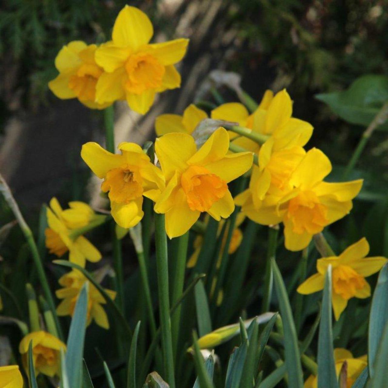 Narcissus 'Anfield' - buy plants at Coolplants