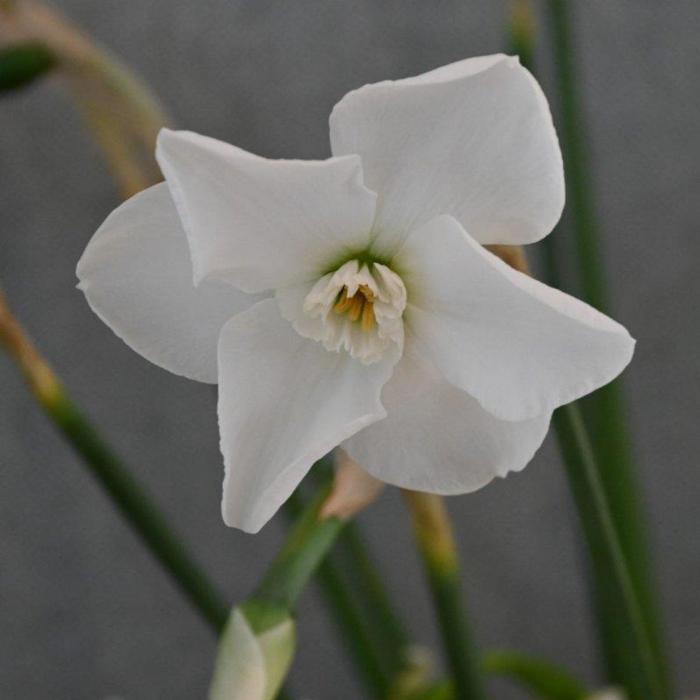 Narcissus 'Arctic Gem'  plant