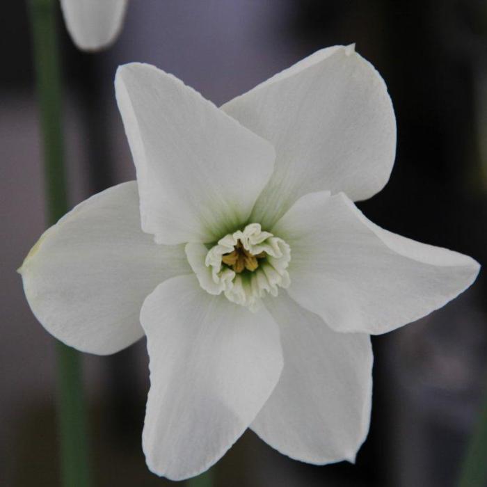 Narcissus 'Arctic Gem'  plant