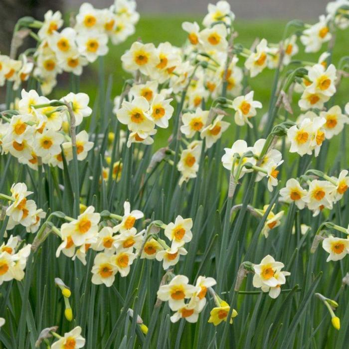 Narcissus 'Beautiful Eyes' plant