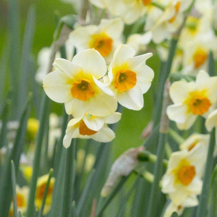 Narcissus 'Beautiful Eyes' plant