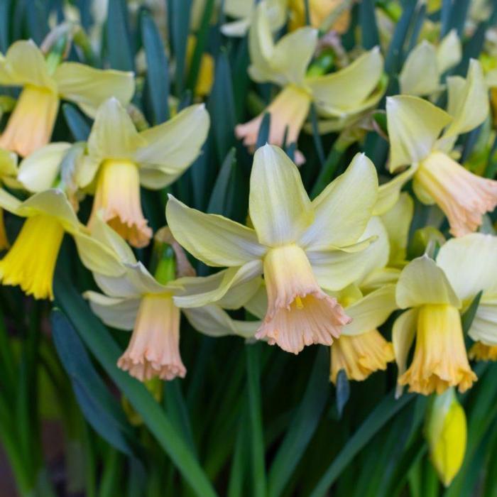 Narcissus 'Carice' plant