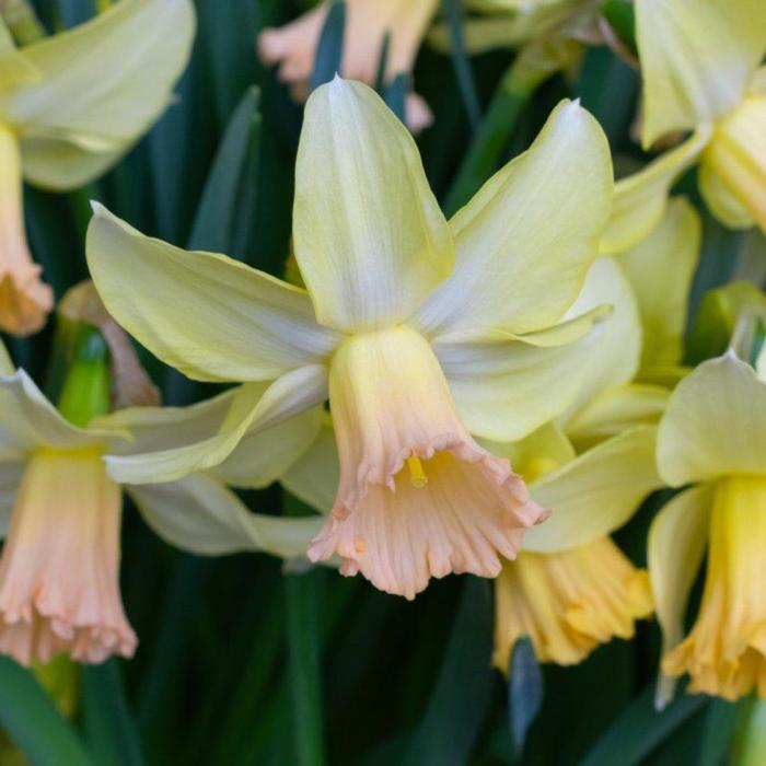 Narcissus 'Carice' plant