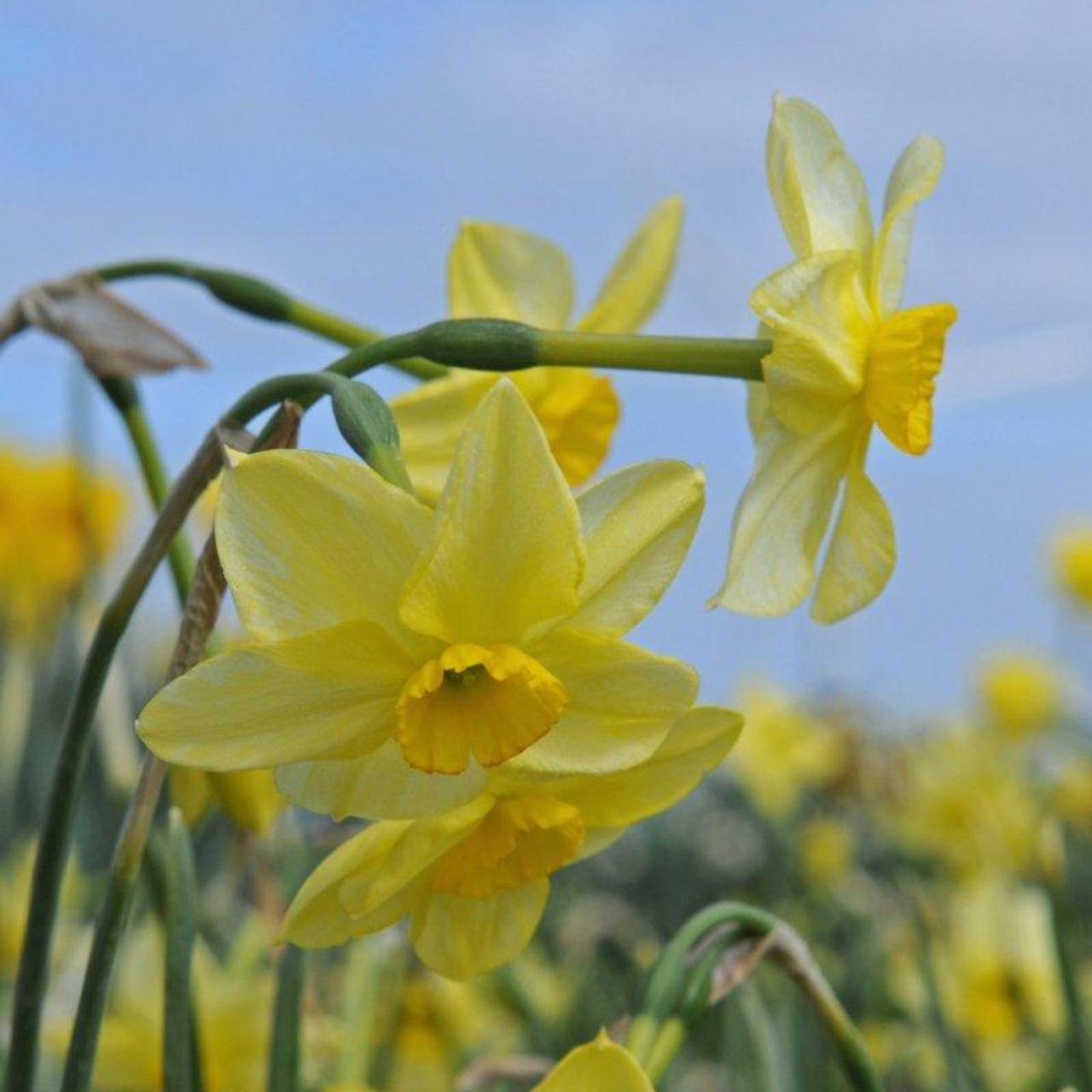 Narcissus 'Chico' plant