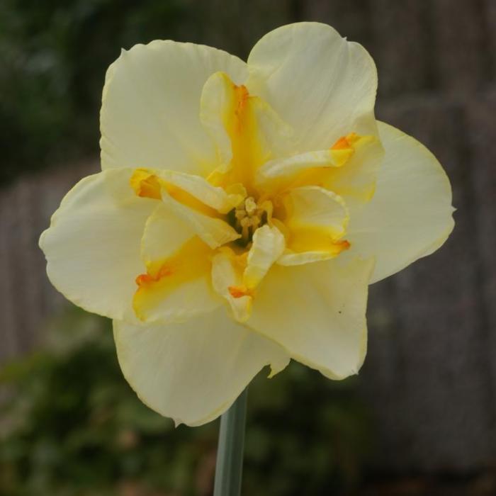 Narcissus 'Donaupark' plant