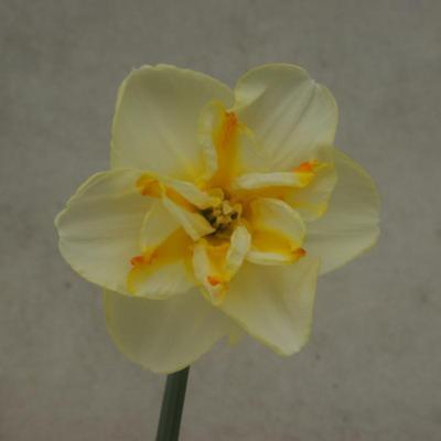 narcissus-donaupark