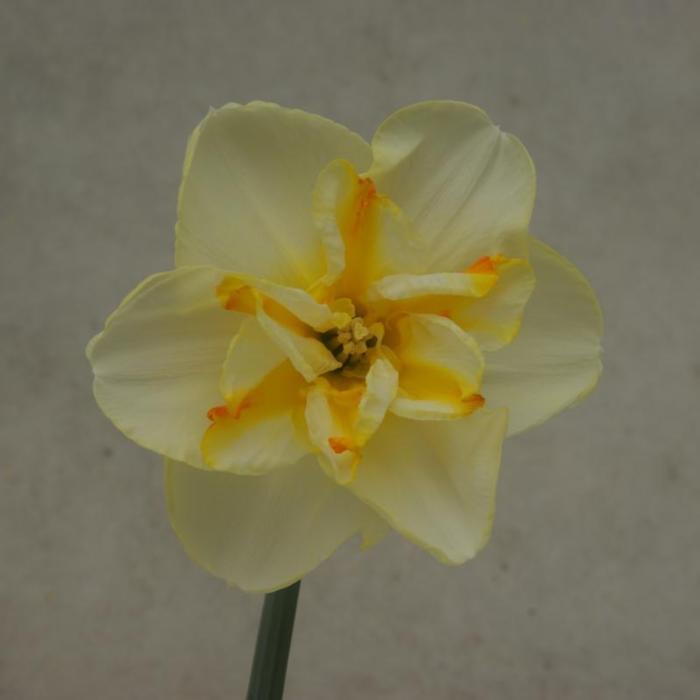 Narcissus 'Donaupark' plant