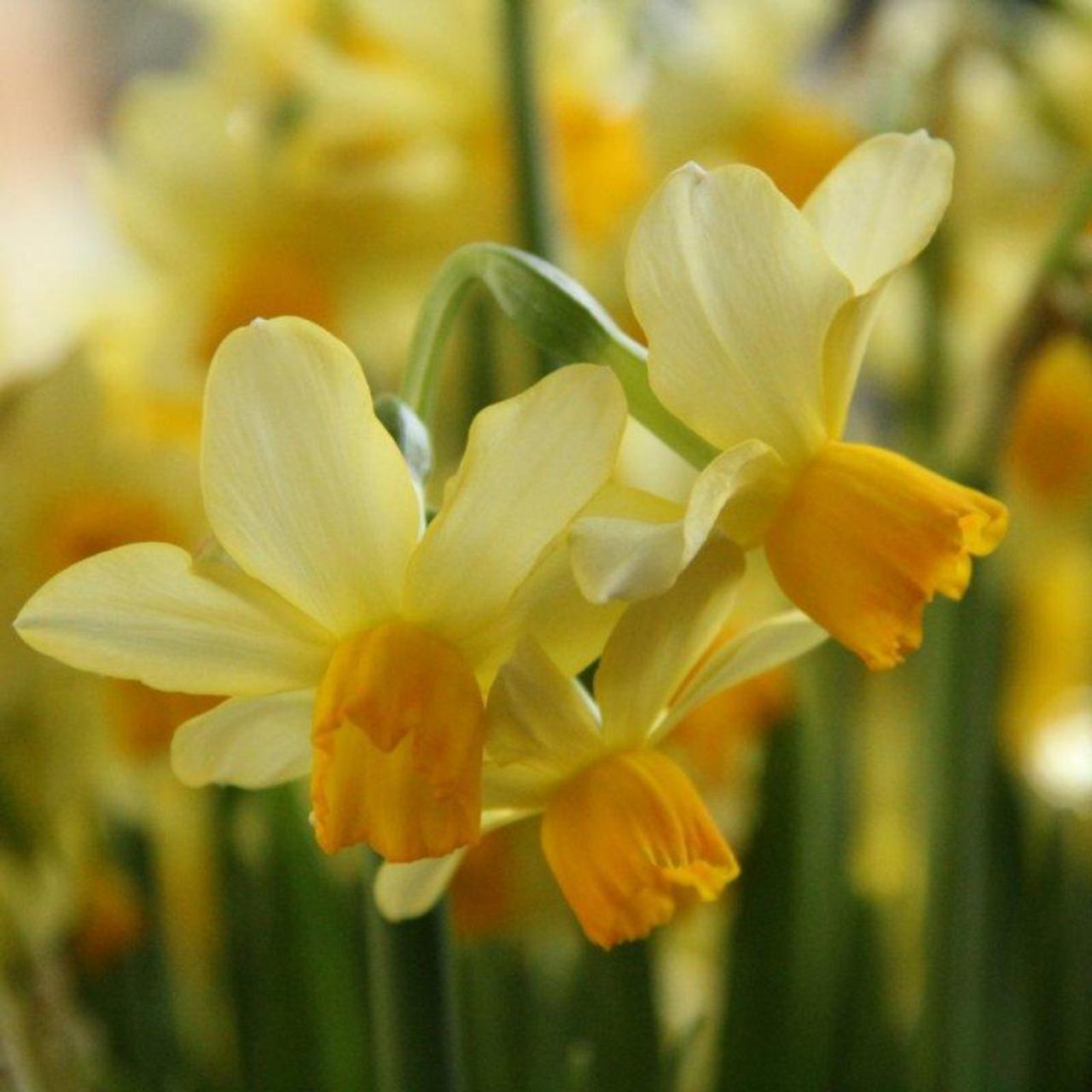 Narcissus 'Eaton Song' - buy plants at Coolplants