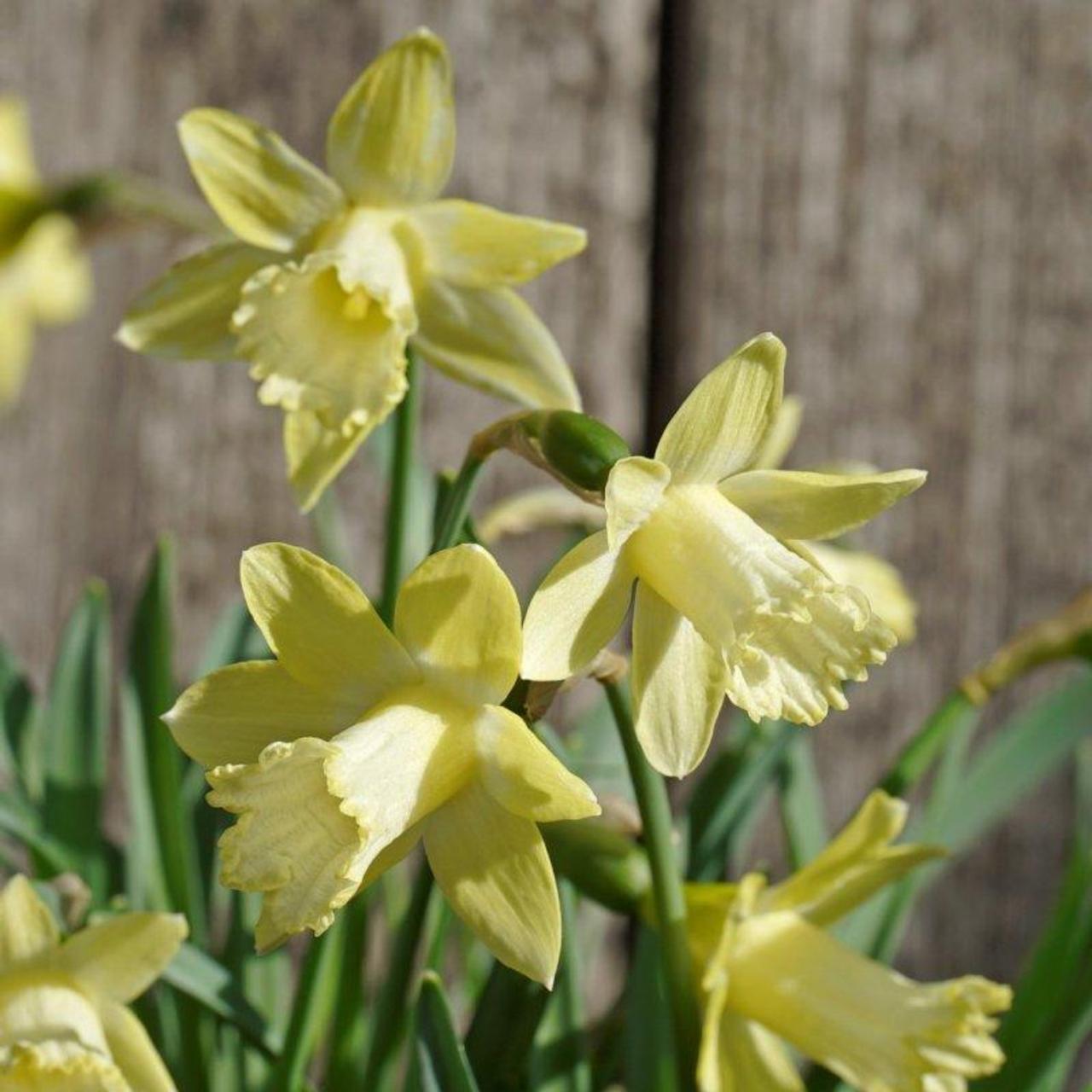 Narcissus 'Gipsy Queen'  plant