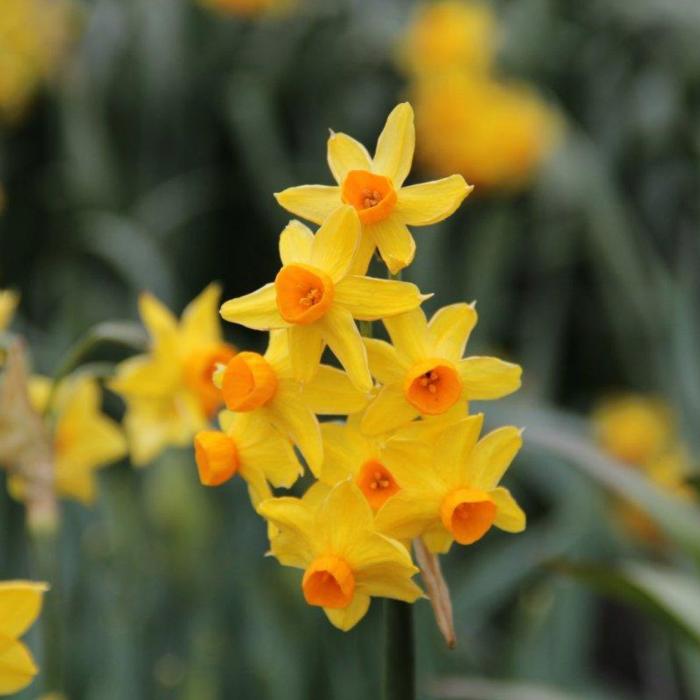 Narcissus 'Grand Soleil d'Or'  plant