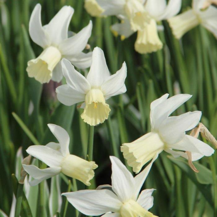 Narcissus 'Jenny' plant