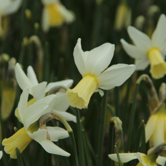 Narcissus 'Jenny' plant