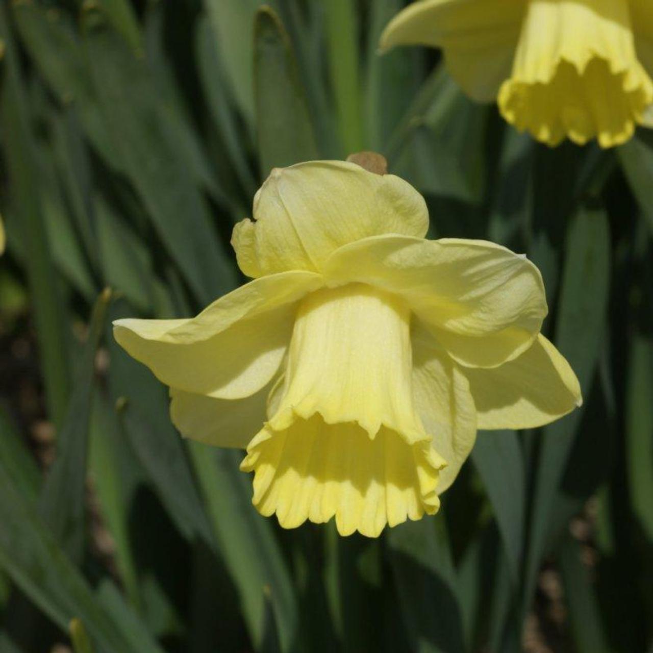 Narcissus 'Lemon Shake' plant