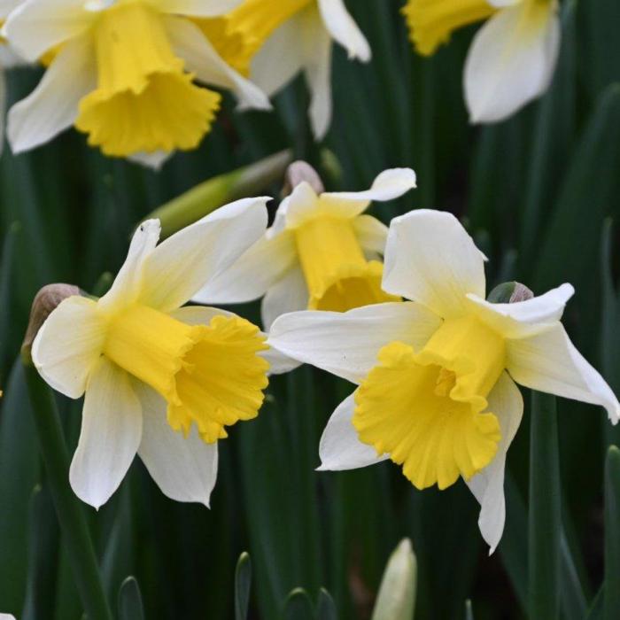 Narcissus 'Melyor'  plant