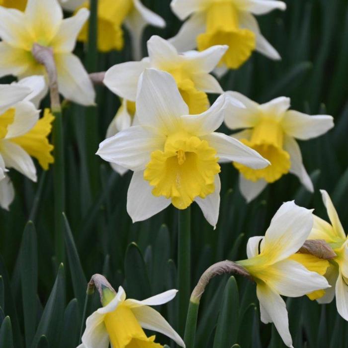 Narcissus 'Melyor'  plant