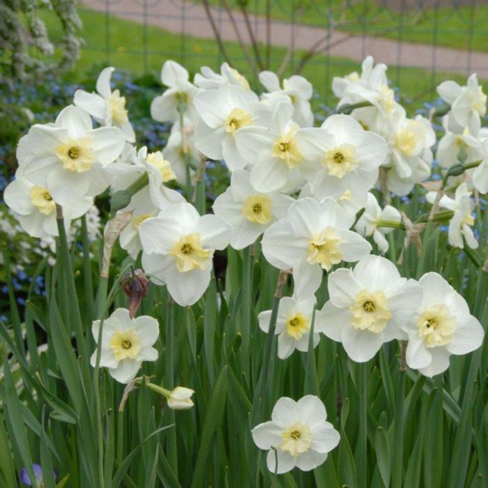 Narcissus 'Papillon Blanc' plant