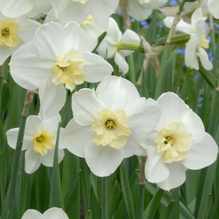 Narcissus 'Papillon Blanc' plant