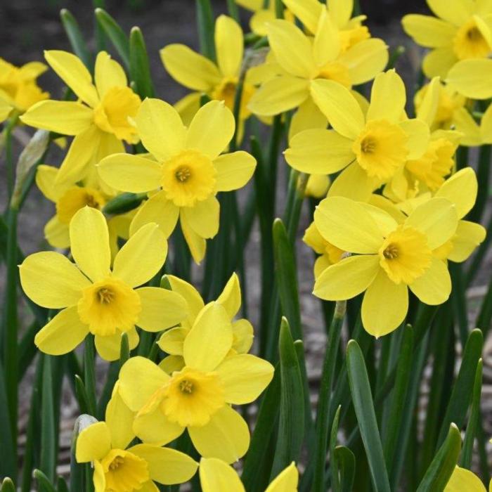 Narcissus 'Pipers Barn' plant