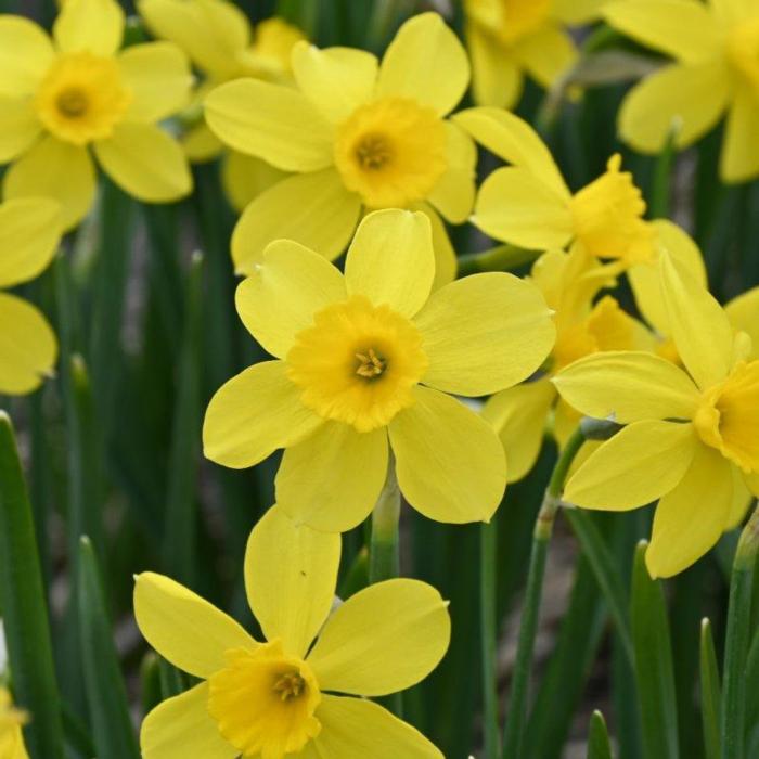 Narcissus 'Pipers Barn' plant