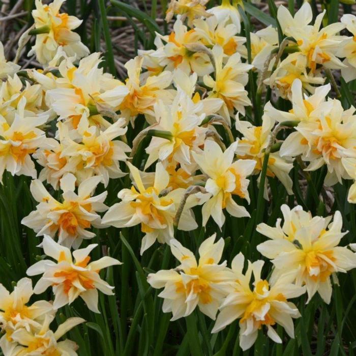 Narcissus 'Richard Bennet' plant