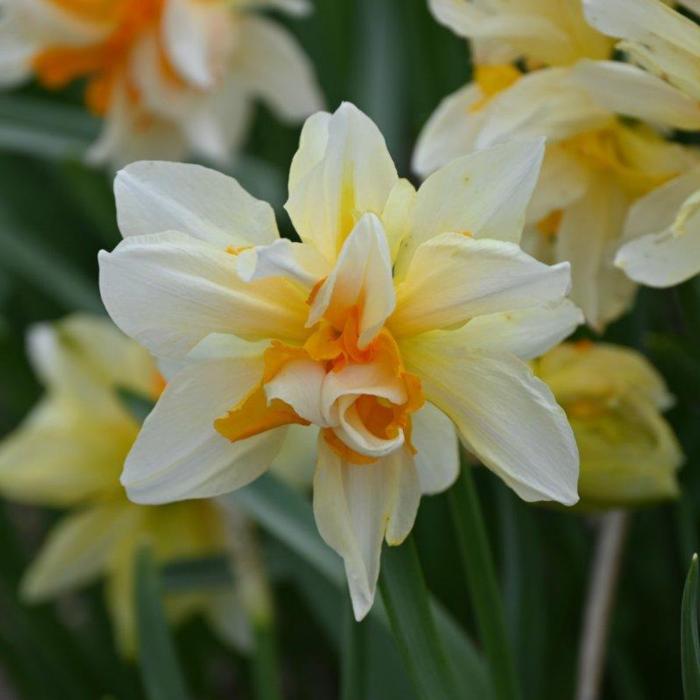 Narcissus 'Richard Bennet' plant