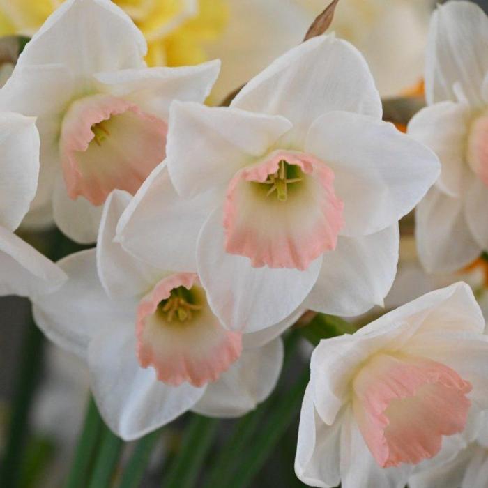 Narcissus 'Rimski'  plant