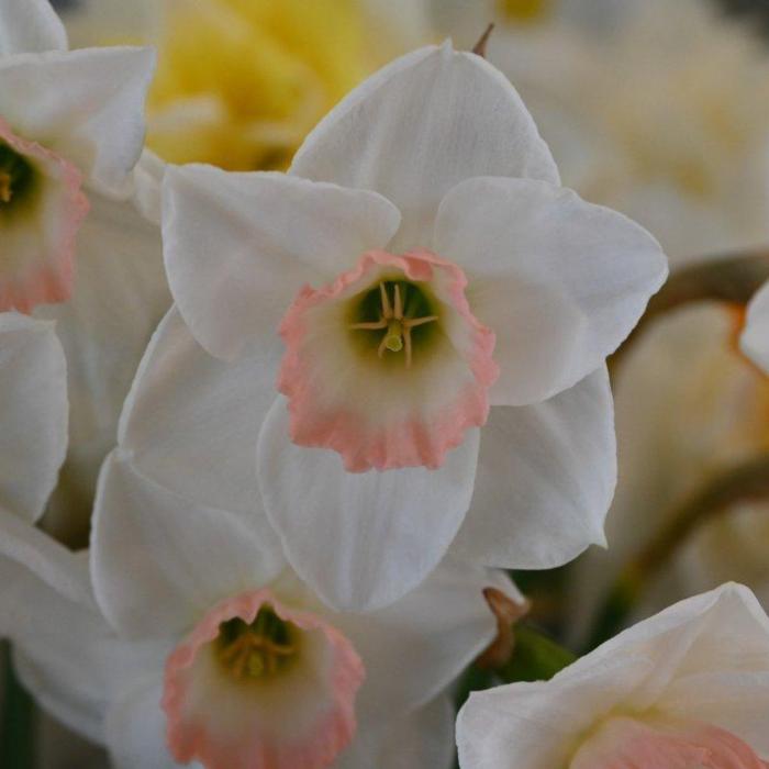 Narcissus 'Rimski'  plant