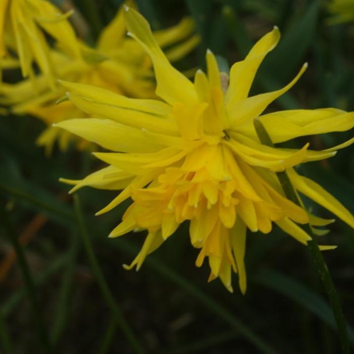 Narcissus 'Rip Van Winkle' plant