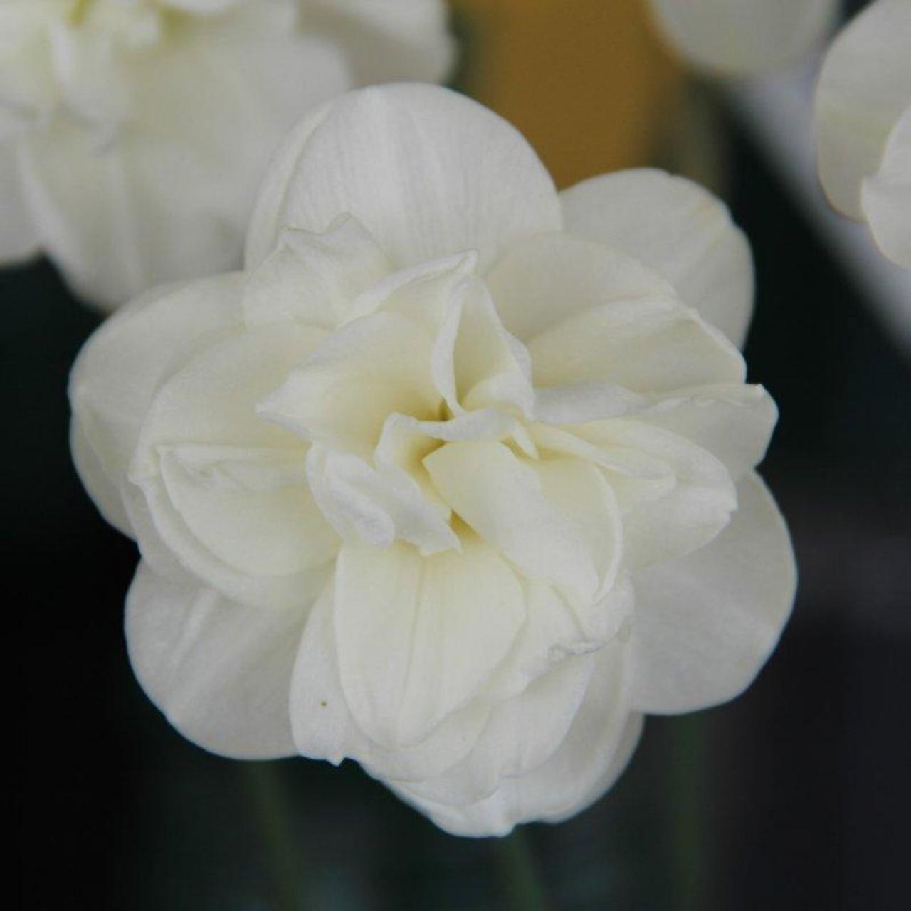 Narcissus 'Rose of May' plant